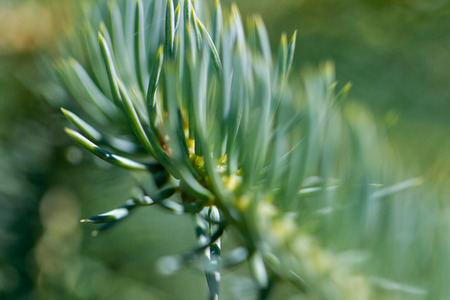 Fir tree needles.の写真素材