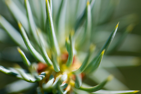 Fir tree needles.の写真素材