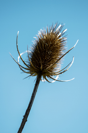 Dry plant button.の写真素材
