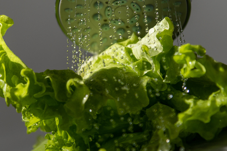Washing of lettuce salads.の写真素材
