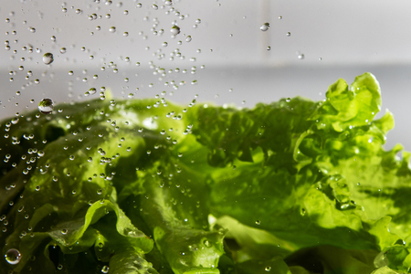 Washing of lettuce salad.の写真素材