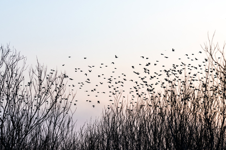 Birds in sky.の写真素材