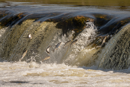 Jumping of fish on waterfall Ventas rumba at Kuldiga city, Latvia.の写真素材