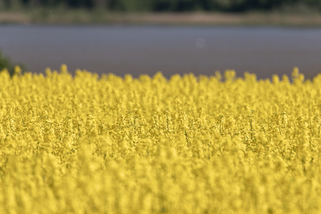 Canola field at coast of lake.の写真素材