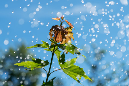 Little rain from clear sky.