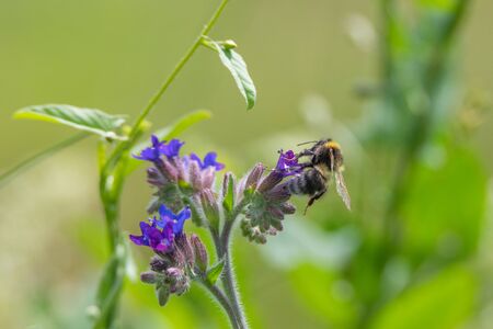 Bumble bee on blue flower.の写真素材