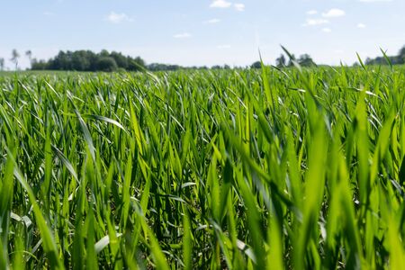 Green new wheat in agricultural field.の写真素材