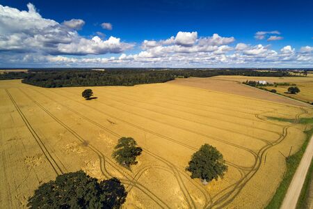 Ripe wheat fields in countryside of Latvia.の写真素材