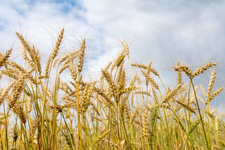 Growing cereals against cloudy sky.の写真素材