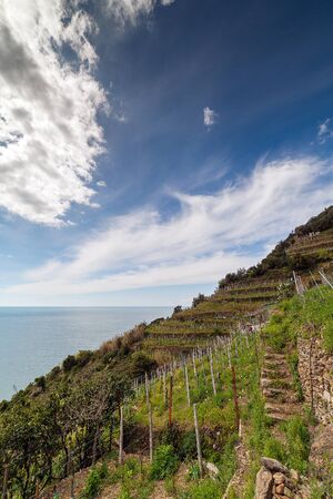 Vineyards in Cinque Terre, Italy.の写真素材