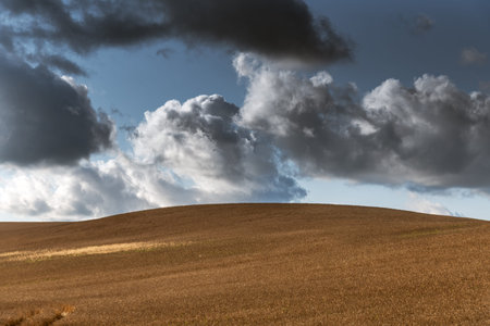 Ripe grain field in summer afternoon.の写真素材