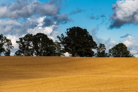 Ripe grain field in summer afternoon.の写真素材