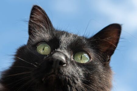 Black cat against blue sky.の写真素材
