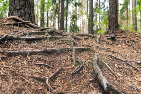 Tree roots on ground in pine forest.の写真素材