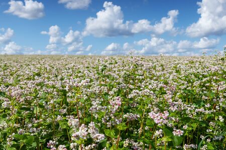 Blossoming buckwheat field in summer afternoon.の写真素材