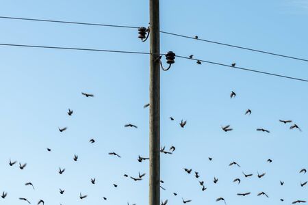 Migratory birds on wires in late summer.の写真素材