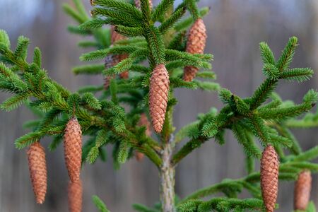 Brown cones on green fir tree.の写真素材