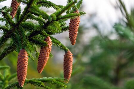 Brown cones on green fir tree.の写真素材