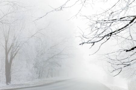 Misty and freosty winter morning.の写真素材