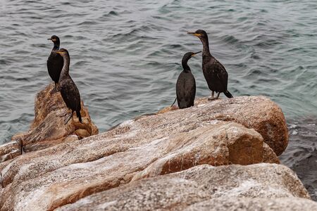 Cormorants on stones by the sea.の写真素材