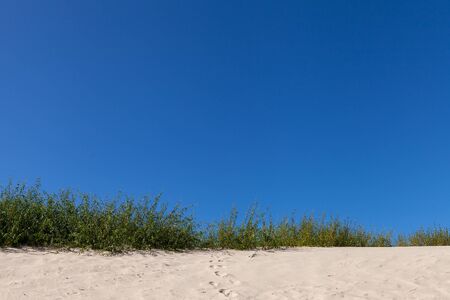 Yellow beach sand and green plants.の写真素材