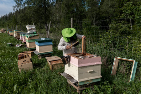 Beekeeper maintains his bee hives.