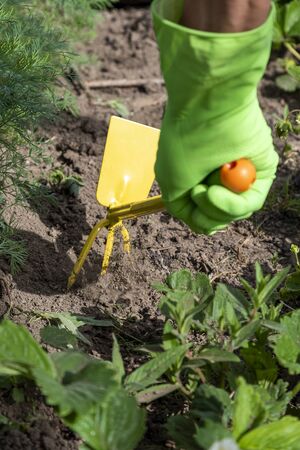 Gardener hands working in hobby garden.の写真素材