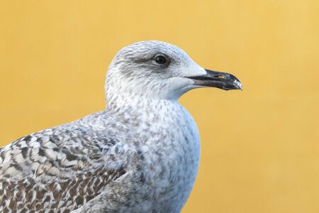 Sea gull in urban environment.の写真素材