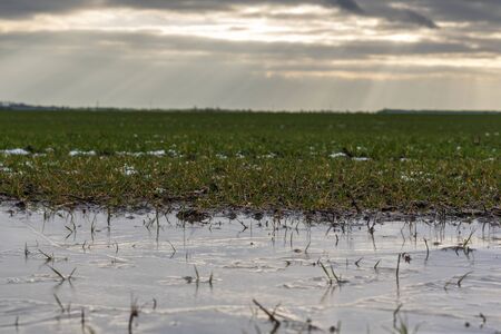 Icy wheat field in late autumn.の写真素材