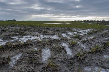 Icy wheat field in late autumn.の写真素材
