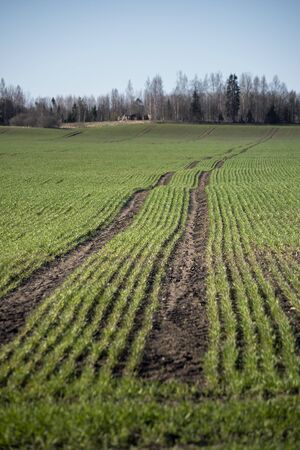Green wheat field in spring time.の写真素材