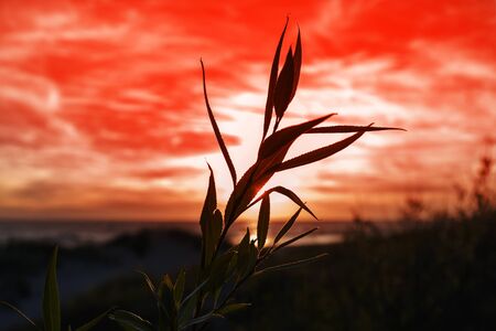 Sunset time on Baltic sea.の写真素材