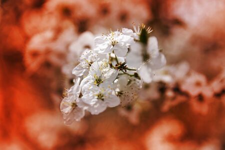 Bird cherry flowers in spring time.の写真素材