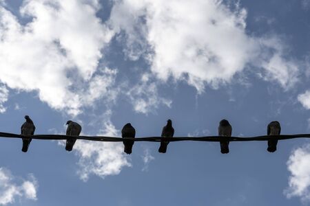 Pigeons on wire against cloudy sky.の写真素材