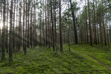 Young pine forest near to Baltic sea coast.の写真素材