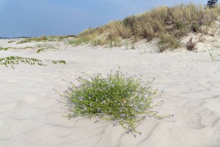 Wild grass on Baltic sea beach in summer.の写真素材