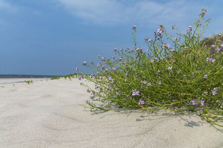 Wild grass on Baltic sea beach in summer.の写真素材