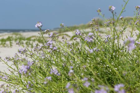 Wild grass on Baltic sea beach in summer.の写真素材