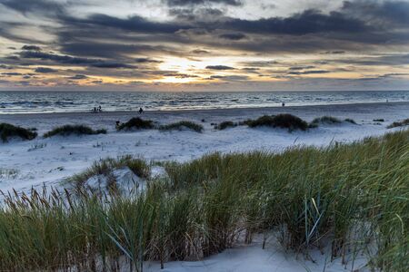 Wild grass on Baltic sea beach in summer.の写真素材