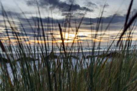 Wild grass on Baltic sea beach in summer.の写真素材