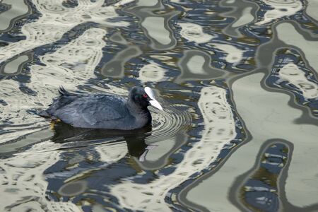 Black duck in the water.の写真素材