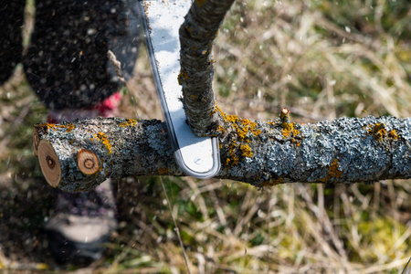 Cutting of branches by chain saw.