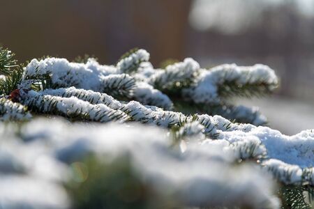 Fresh snow on green twigs.の写真素材
