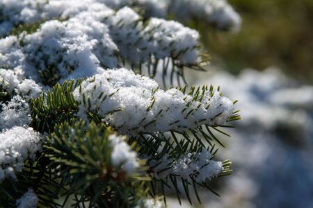 Fresh snow on green twigs.の写真素材