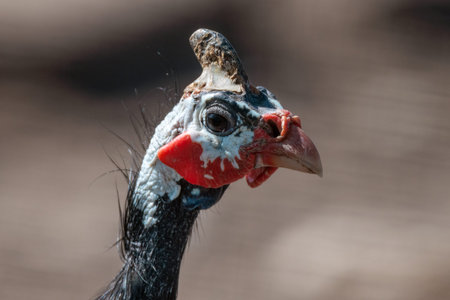 Chicken head during a sunny walk.