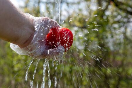 Washing tomato under flowing water outdoors.の写真素材