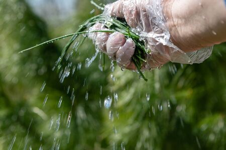 Green chives in hand under flowing water.の写真素材