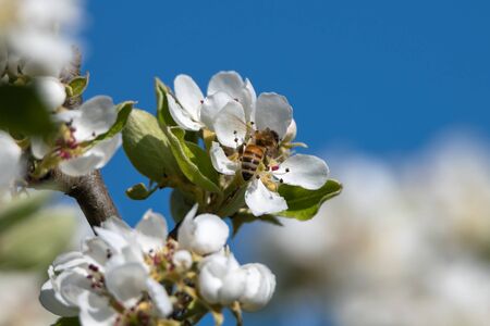 Bee and pear flowers in spring.の写真素材
