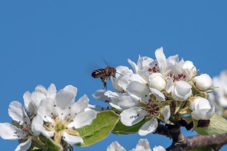 Bee and pear flowers in spring.の写真素材