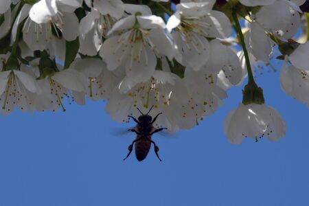 Cherry flowers and honey bee.の写真素材